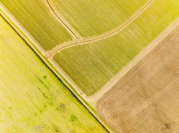 istock Aerial View of Daffodil Fields 1414535179