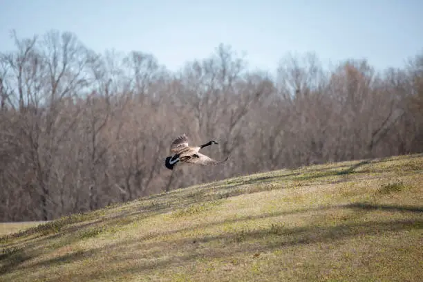 Canada goose (Branta canadensis) in flight above a slight hill in a meadow