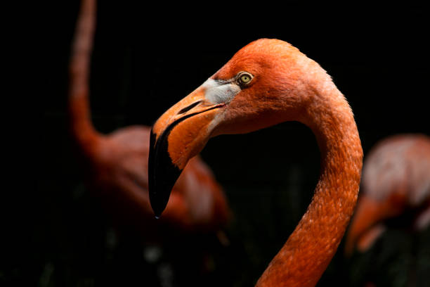 istock close up of flamingo head 1414535334