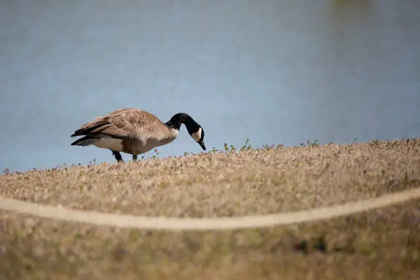 Canada goose (Branta canadensis) foraging in a meadow behind a rope and near the water