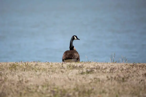 Canada goose (Branta canadensis) looking right as it stands on the shore and faces the water