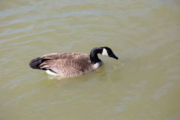 Canada goose (Branta canadensis) with water dripping from its beak as it swims