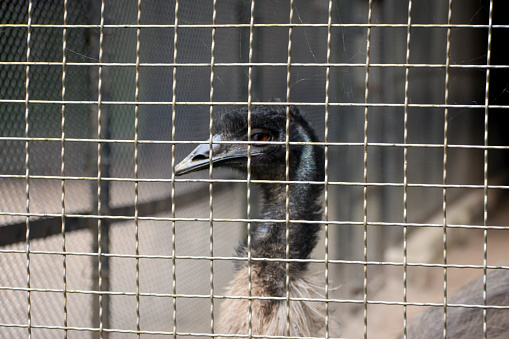 Close-up head shot of one captive ostrich (Struthio camelus).