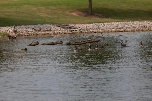 Canada geese (Branta canadensis) swimming past a log with turtles sunning