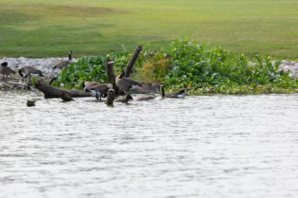 Canada geese (Branta canadensis) grooming as they forage near floating plants in shallow water