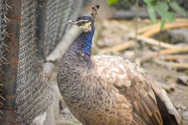 Closeup head of beautiful peacock, background with copy space, full frame horizontal composition