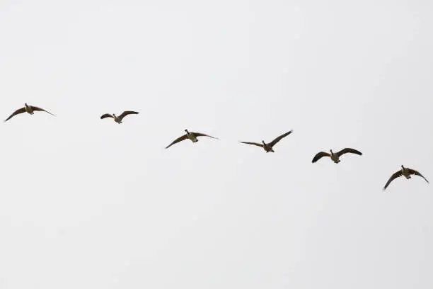 Flock of Canada geese (Branta canadensis) flying in a straight line