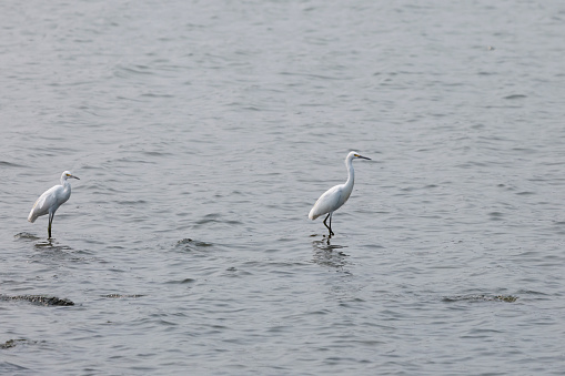 Pair of snowy egrets (Egretta thula) wading in shallow water