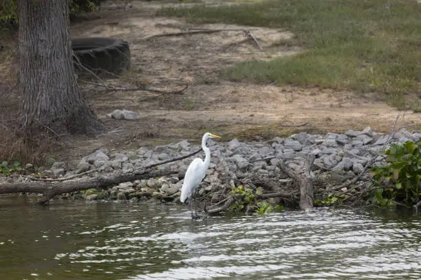 Great egret (Ardea alba) in shallow water with a dirt path and litter in the form of a large tire in the background