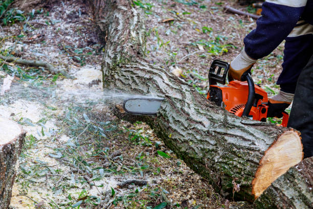 istock After a hurricane, a tree fell and was cut with a chainsaw 1414536110