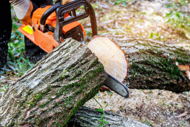 istock Worker cutting uprooted broken tree with sawn chainsaw after a violent storm 1414536112