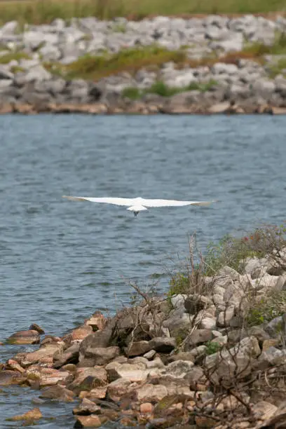 Great egret (Ardea alba) in flight over water toward a shoreline