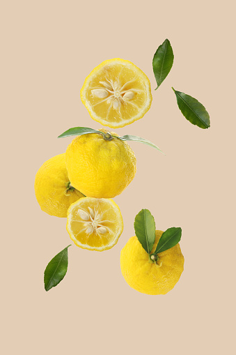 ripe yellow yuzu fruits isolated on a light brown background