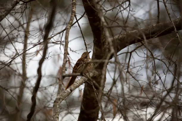Brown thrasher (Toxostoma rufum) looking out from its perch on tree branch on a gloomy day