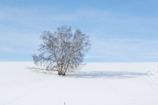 istock One bare tree on horizon over snowy field 1414539288