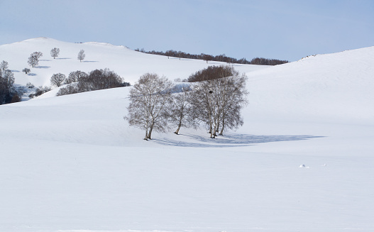 Trees on horizon over snowy field
