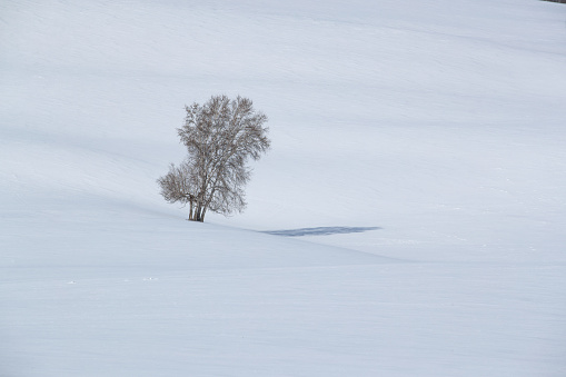 One bare tree on horizon over snowy field