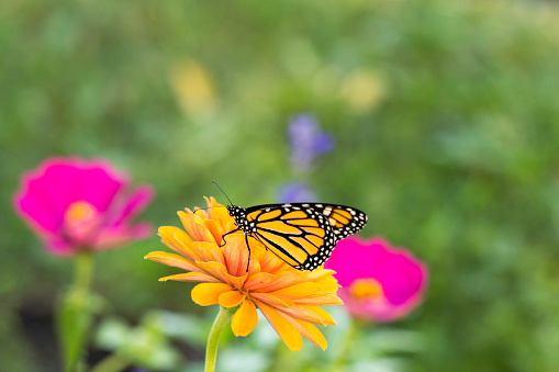 beautiful monarch butterfly resting on yellow sunflowers with blurry background