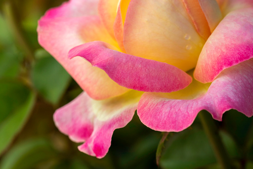 Macro image of a Love and Peace hybrid tea rose