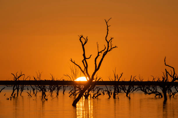 istock Flood waters from the Darling river. 1414540588