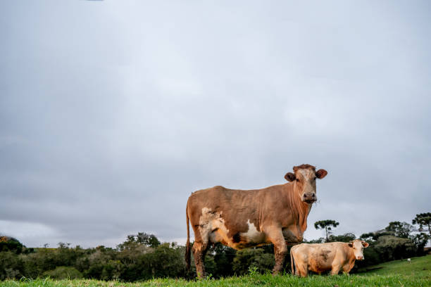 istock Ox loose on the farm 1414545104