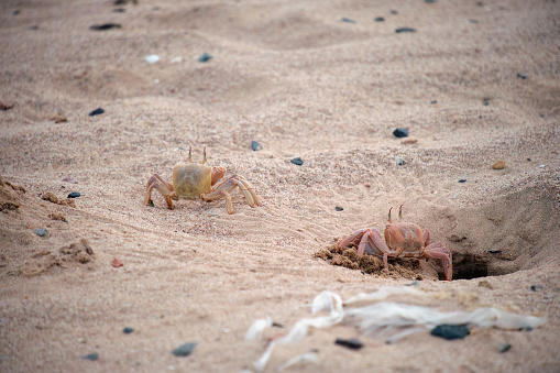 Close up of wild crab hiding in sand hole on sea beach.