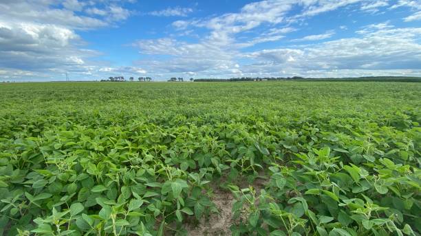 istock soybean plantation in vicinity of Wlodawa 1414547276