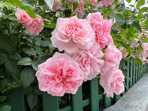 Rose pink flower A white wooden fence in the background in the garden of roses. Nature. High quality photo