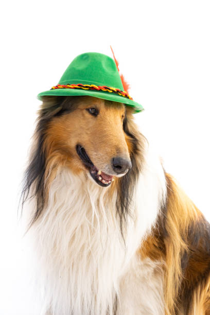istock portrait of a rough collie with bavarian hat 1414548883