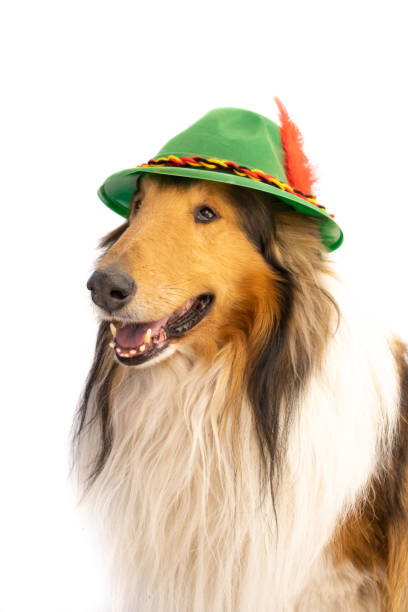 istock portrait of a rough collie with bavarian hat 1414548886