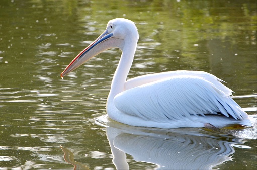 Great White Pelican (Pelecanus onocrotalus) in the New Orleans Zoo