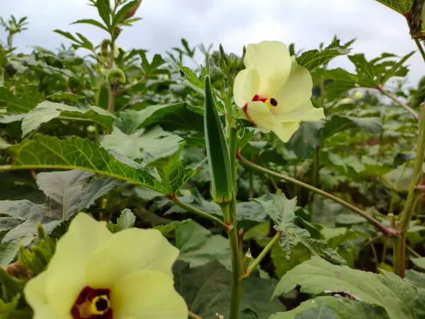 Photo of Closeup view of okra plant with flower
