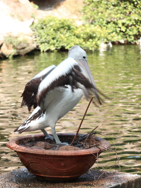 istock The Australian Pelican 1414553017