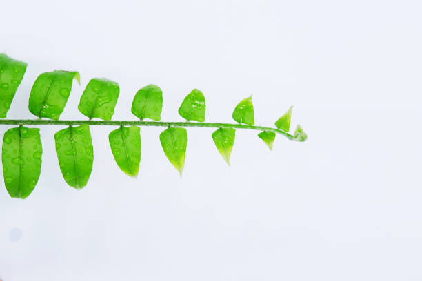 macro image of a fern leaf against an out of focus green background