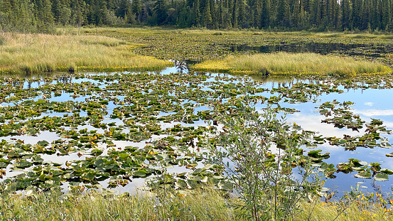 Lily pads growing on a pond in Interior Alaska.