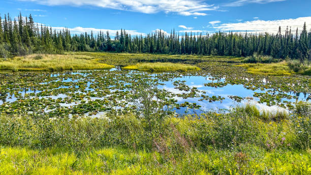 istock Lily Pads With Reflection In Alaska 1414554395