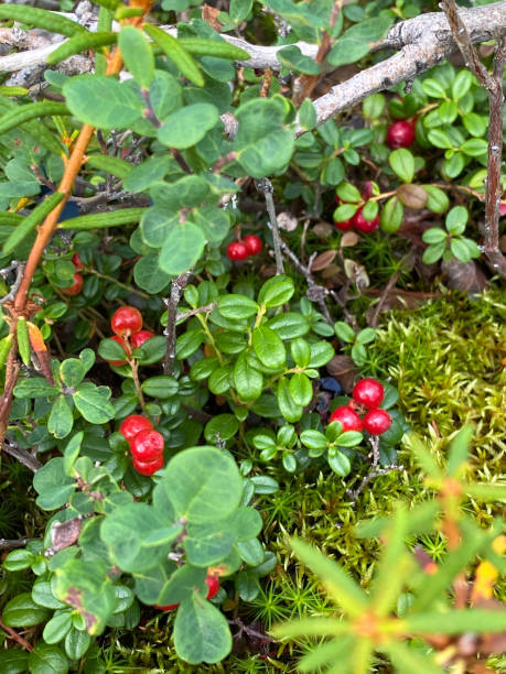 istock Cranberries of Denali Alaska 1414554480