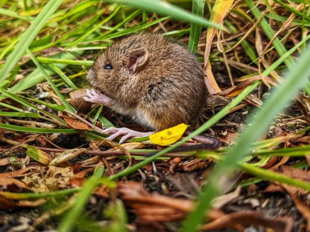 gemeinsame wühlmaus - mouse rodent animal field mouse stock-fotos und bilder