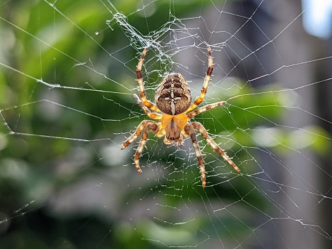 Stock photo showing the stripy legs and patterned body of a European garden spider or English cross spider - named because of the pattern of white dots on the back of this common arachnid that form the shape of a cross. Also known as diadem, orb and orbweaver spiders, the orbweaver weaves its spiral web to catch insects and waits patiently in the centre for its prey to arrive.