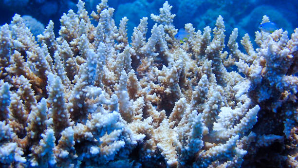 istock Beautiful corals at the reef 1414558380