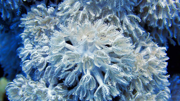 istock Macro photo of beautiful soft corals 1414558381