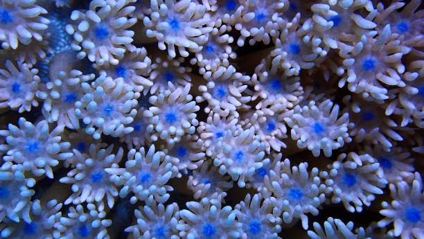 istock Macro photo of corals - blue flowers 1414558384