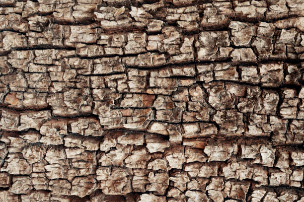 istock Rough dirty old tree bark for background use. Dirty wallpaper. 1414561139