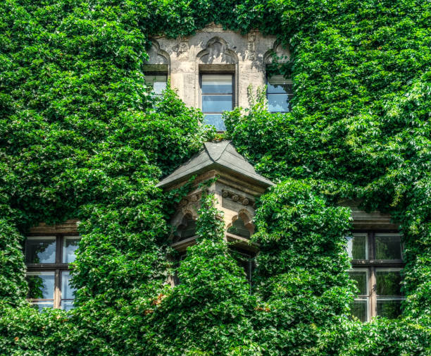 istock Overgrown facade of an old building in sunlight 1414561968