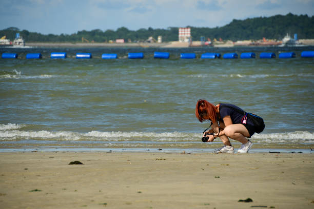 Changi Beach, Singapore: A young woman out at the beach photographing marine creatures during an intertidal walk.