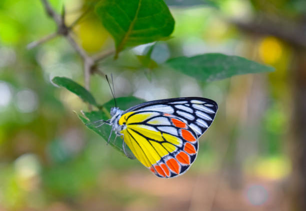 istock Orange and yellow butterflies 1414562573