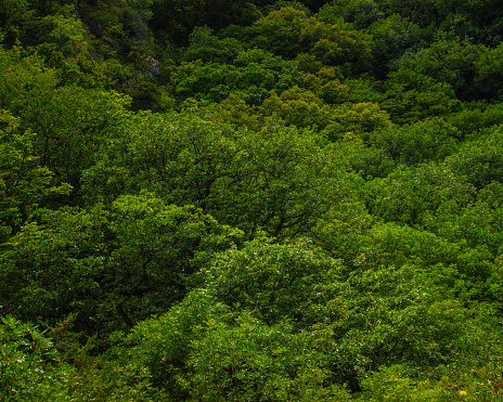Armazi forest, Armazi, Georgia