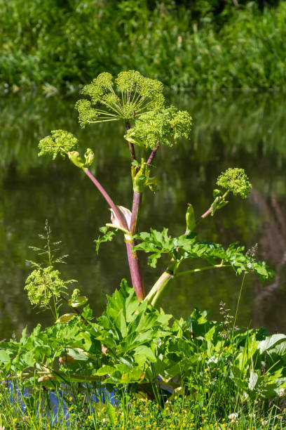Angelica, Angelica, Archangelica, belongs to the wild plant with green flowers. It is an important medicinal plant and is also used in medicine Angelica, Angelica, Archangelica, belongs to the wild plant with green flowers. It is an important medicinal plant and is also used in medicine. angelica stock pictures, royalty-free photos & images