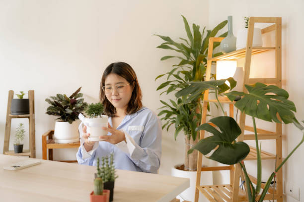 Cheerful Asian woman opening subscription box Cheerful Asian woman opens the subscription box that she ordered. It is a cute little tree for home decoration. ornamental plant stock pictures, royalty-free photos & images