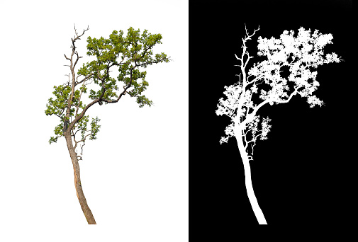 Dead tree on the savannah plain area at the Okavango National Park in Botswana